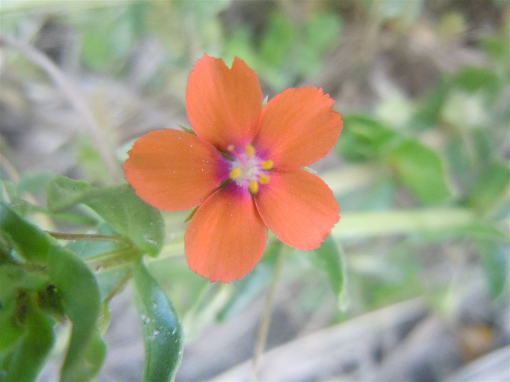 Lysimachia (=Anagallis) arvensis